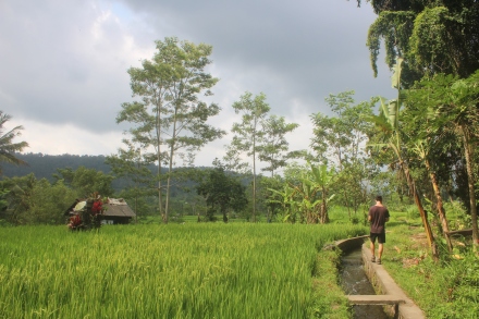 Hiking through rice terraces in Sidemen