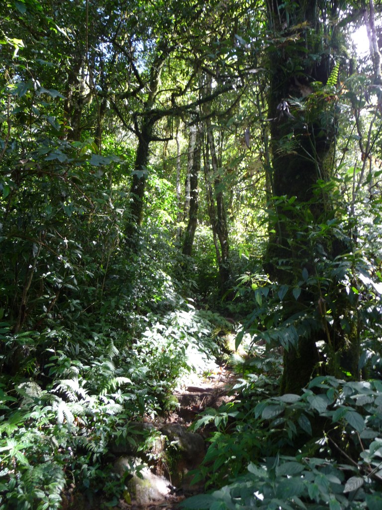 Jungle Trekking